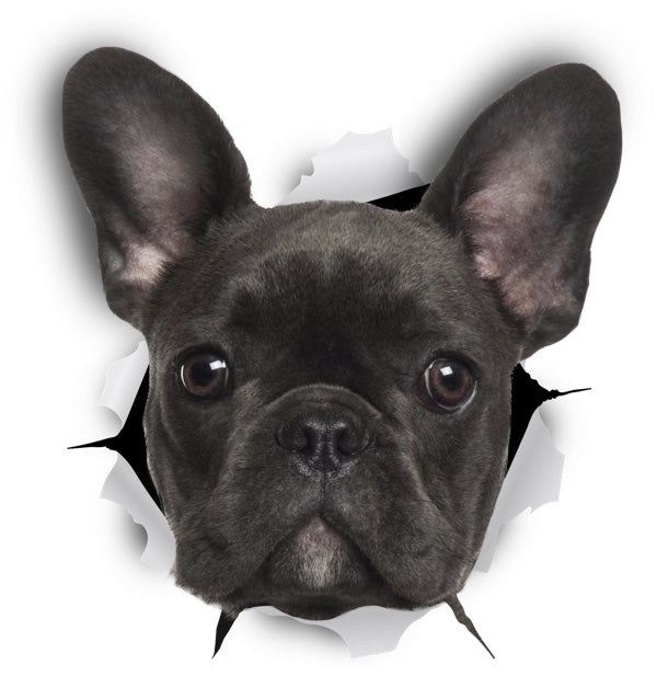 Black French Bulldog Decals