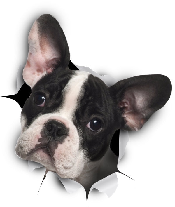 Black & White French Bulldog Decals
