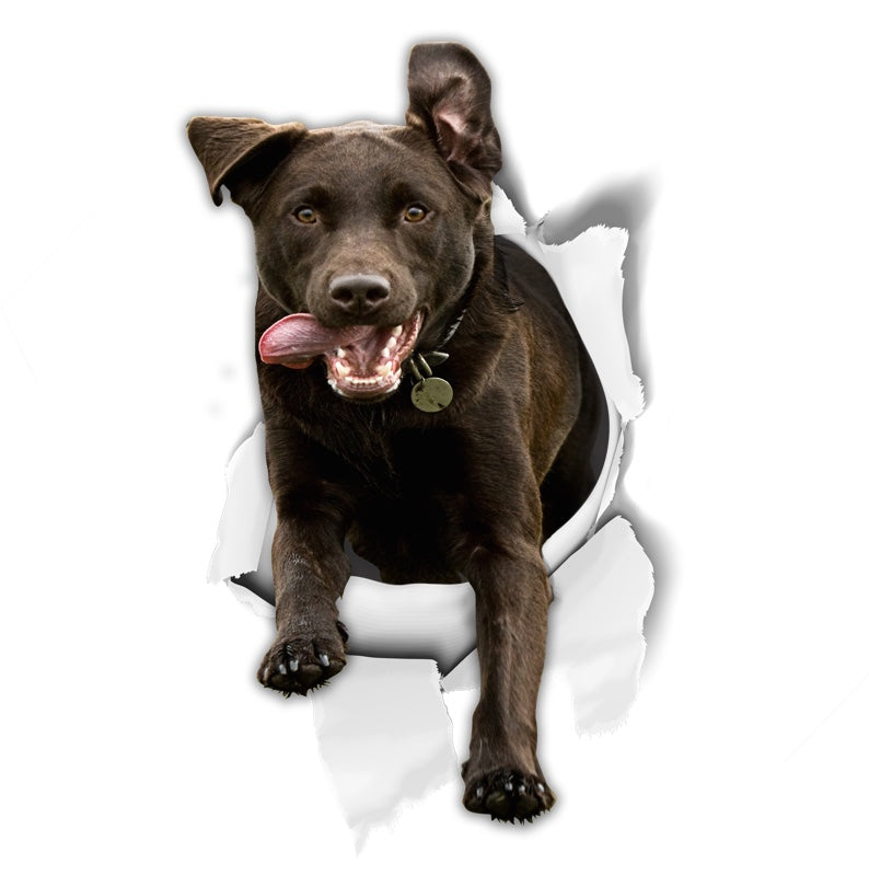 Excited Black Labrador Decals