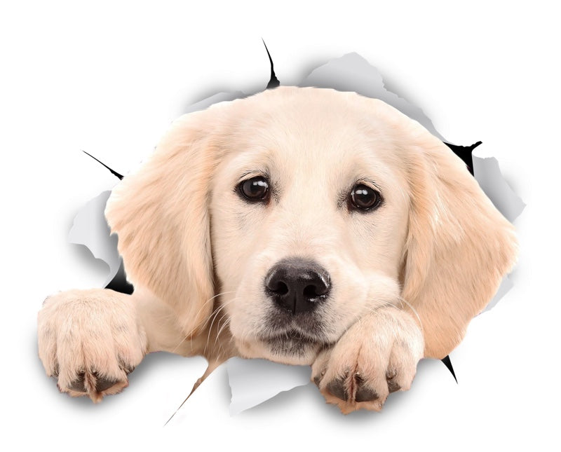 Peeking Labrador Decals