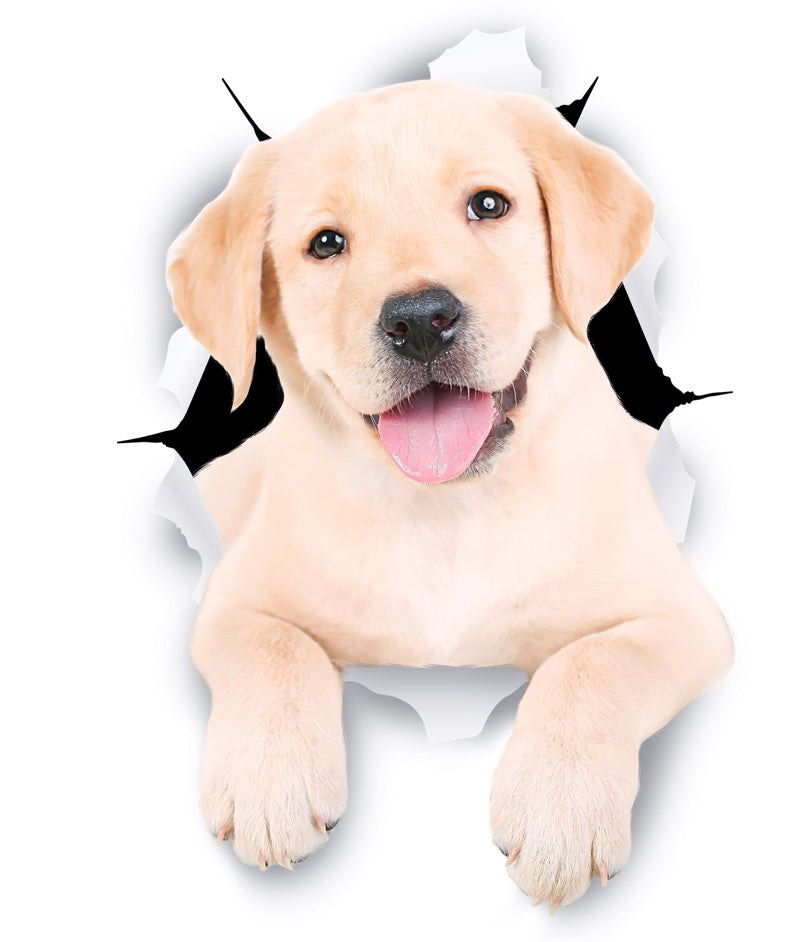 Cute White Labrador Decals