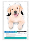 Cute White Labrador Decals