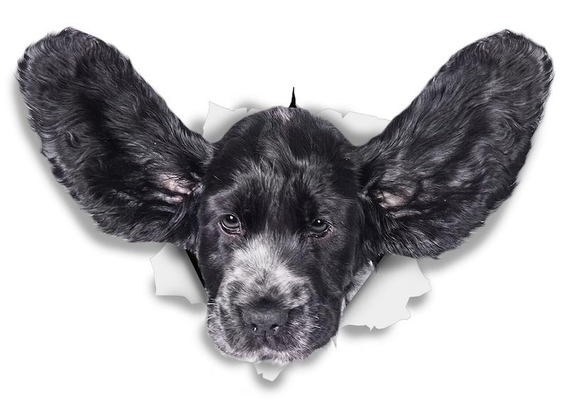 Funny Cocker Spaniel Decals