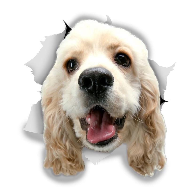 White Cocker Spaniel Decals