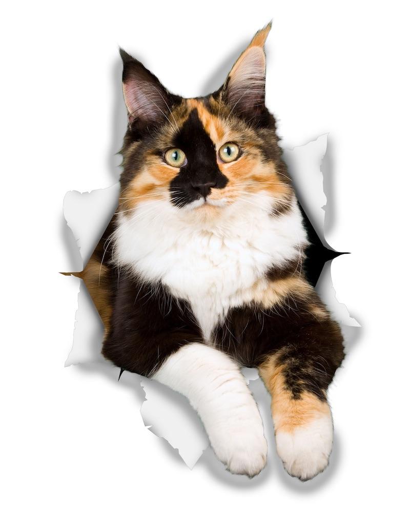 Calico Cat Decals