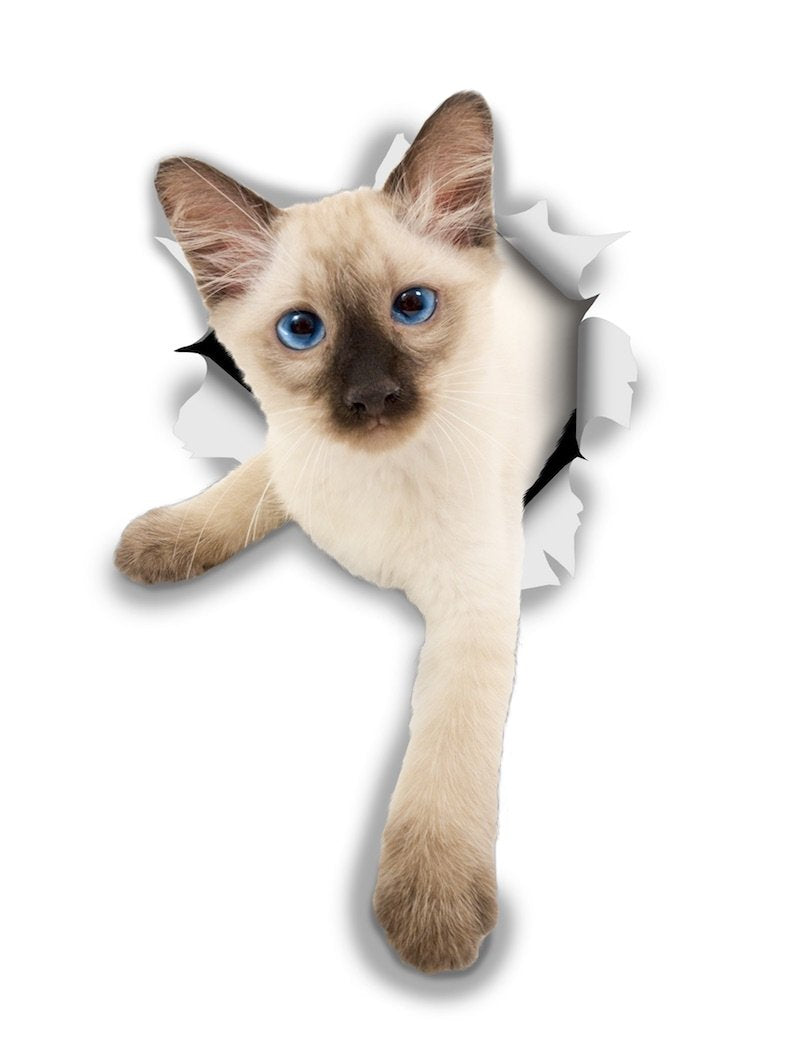 Siamese Kitten Decals