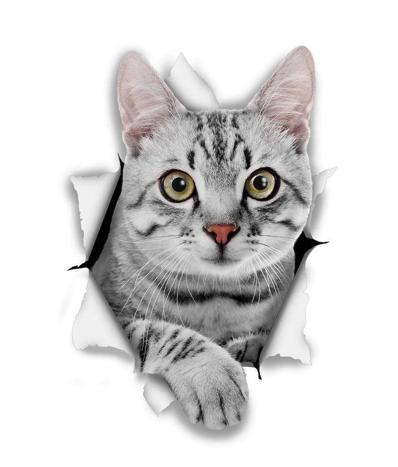 Grey Tabby Decals