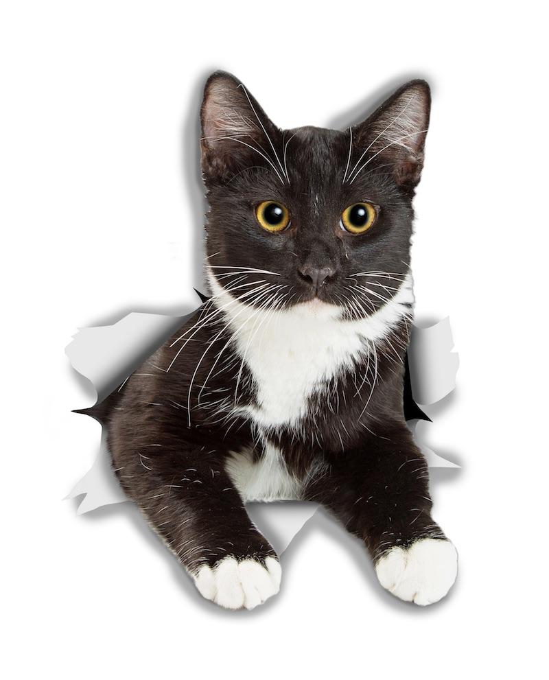 Resting Tuxedo Kitty Decals