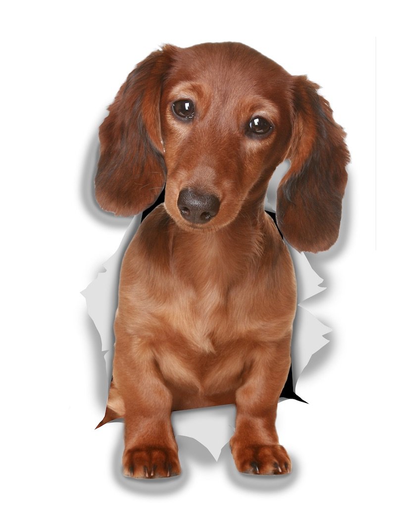 Adorable Dachshund Decals