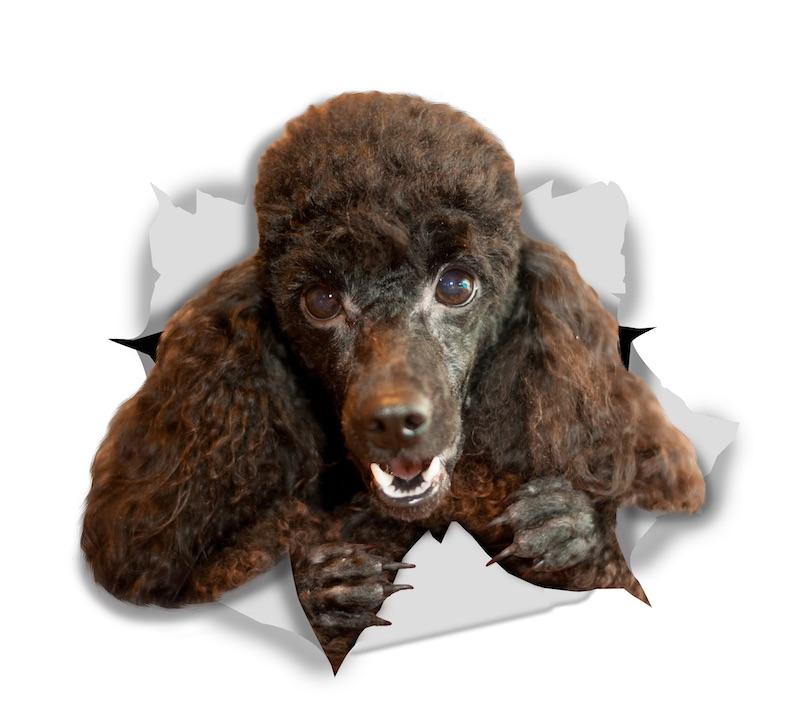Happy Black Poodle Decals