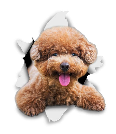 Smiling Brown Poodle Decals
