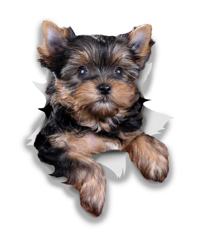 Cute Yorkshire Terrier Decals