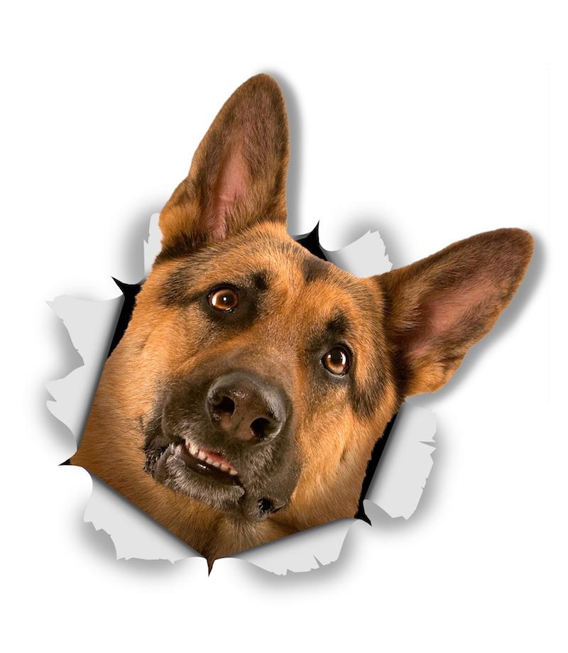 Curious German Shepherd Decals