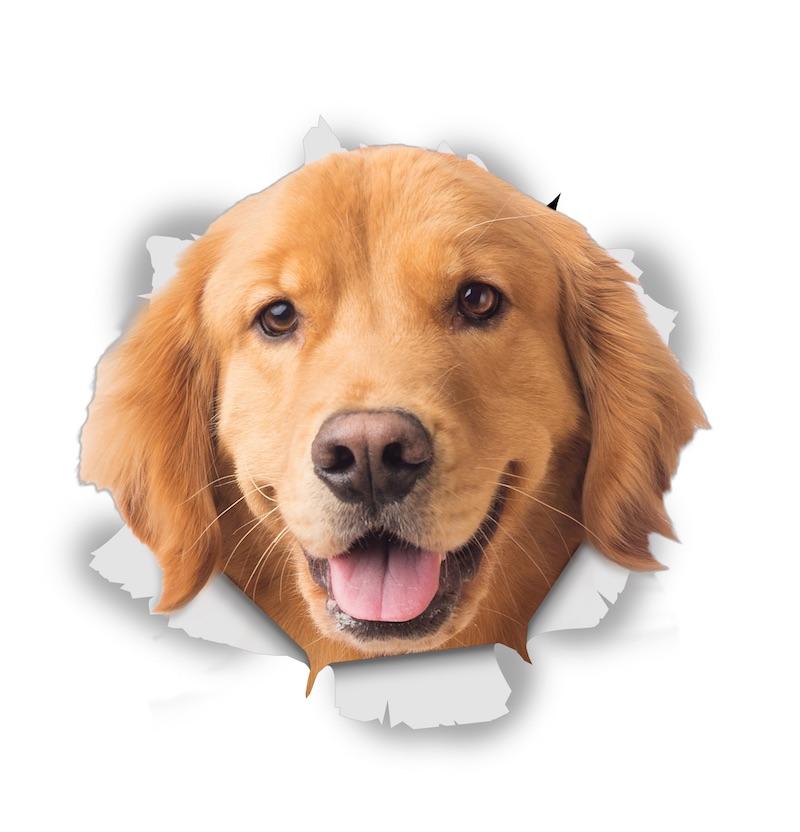 Happy Golden Retriever Decals