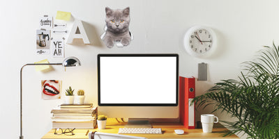 Grey Kitten Decals
