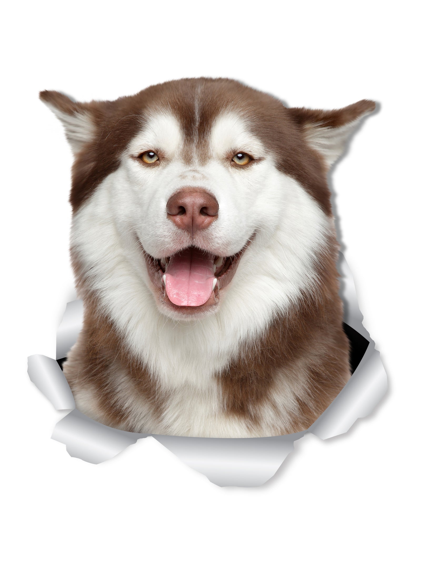 Happy Siberian Husky Decals