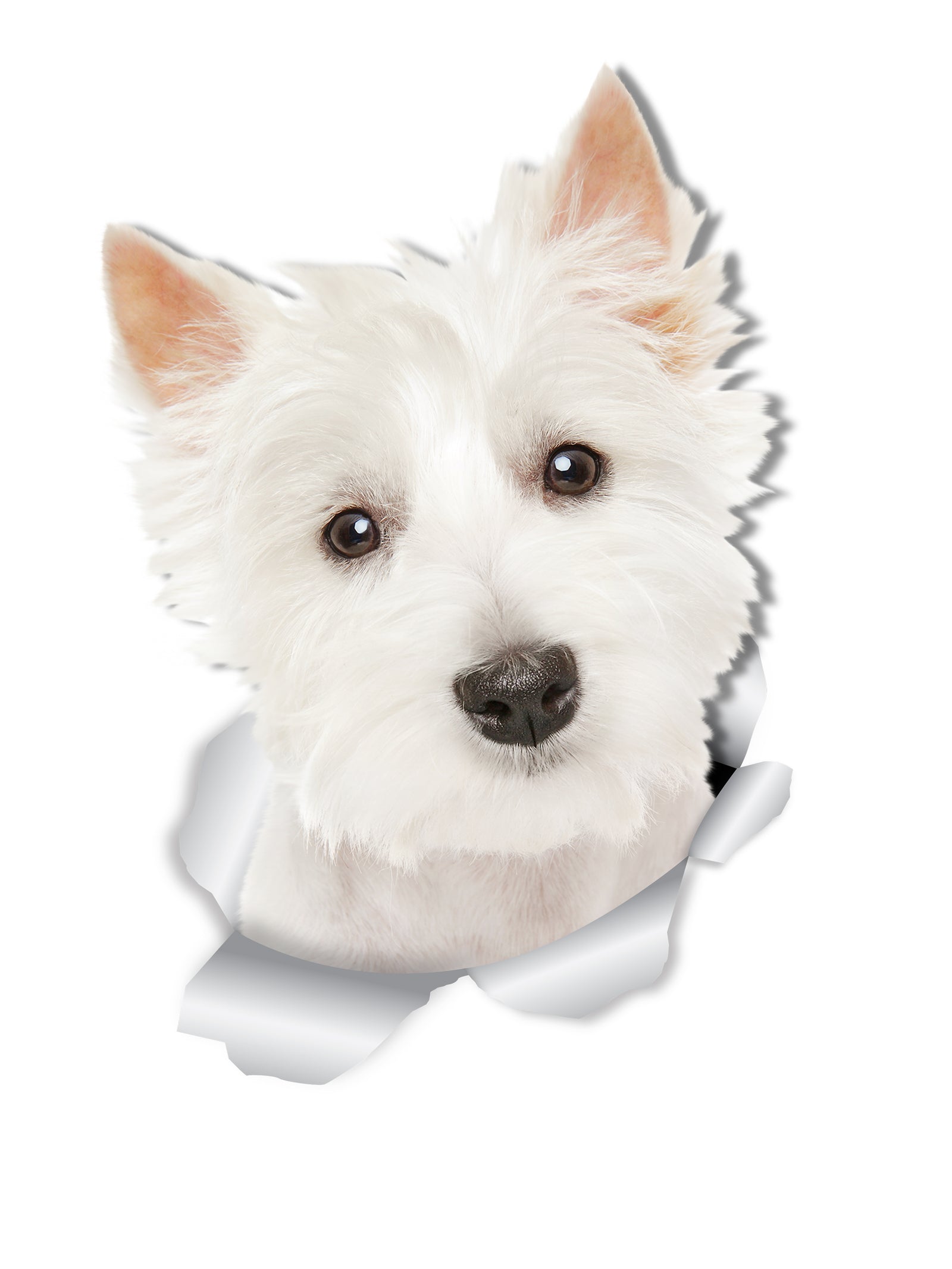 Cute Westie Decals