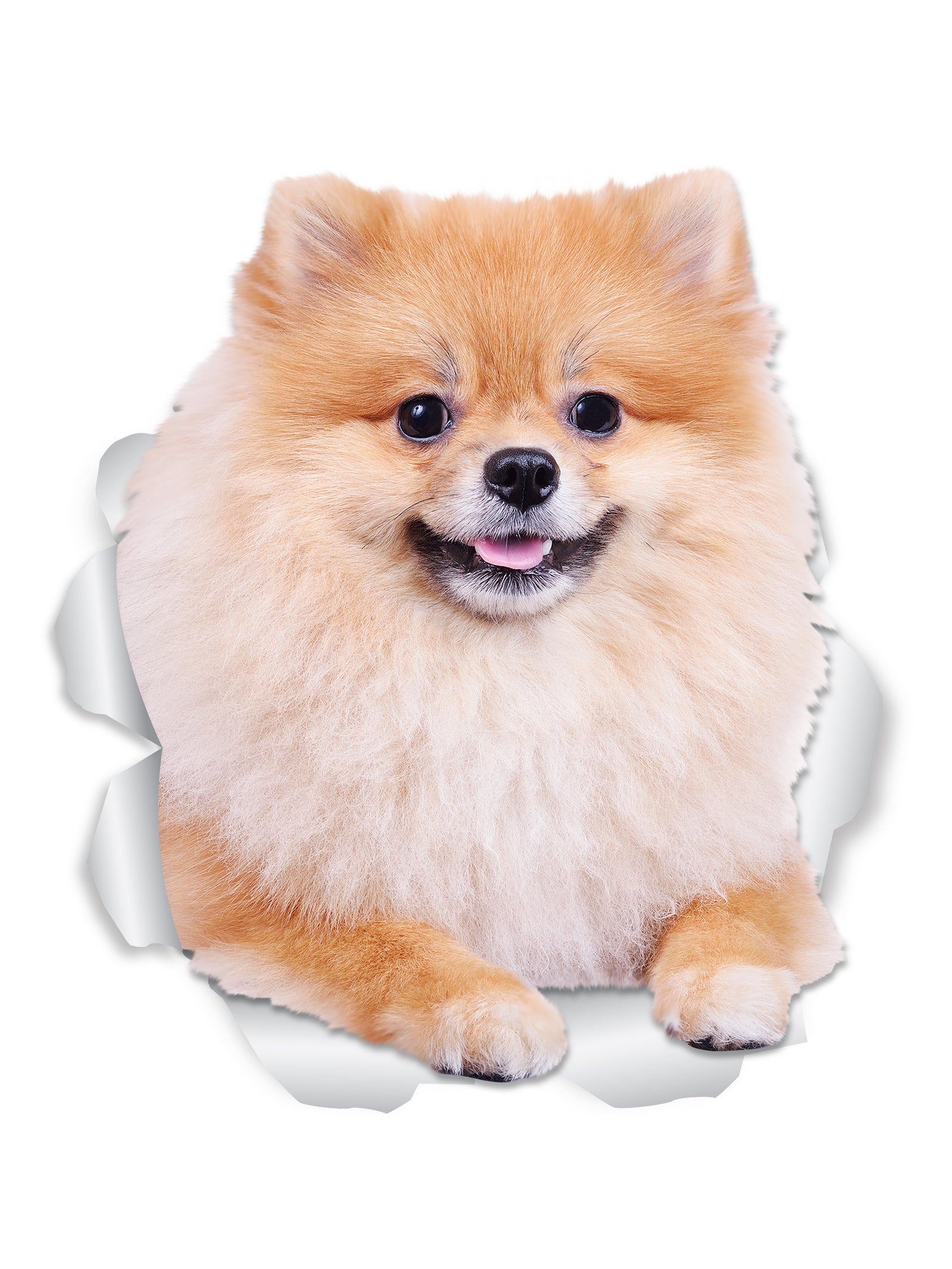 Puffy Pomeranian Decals