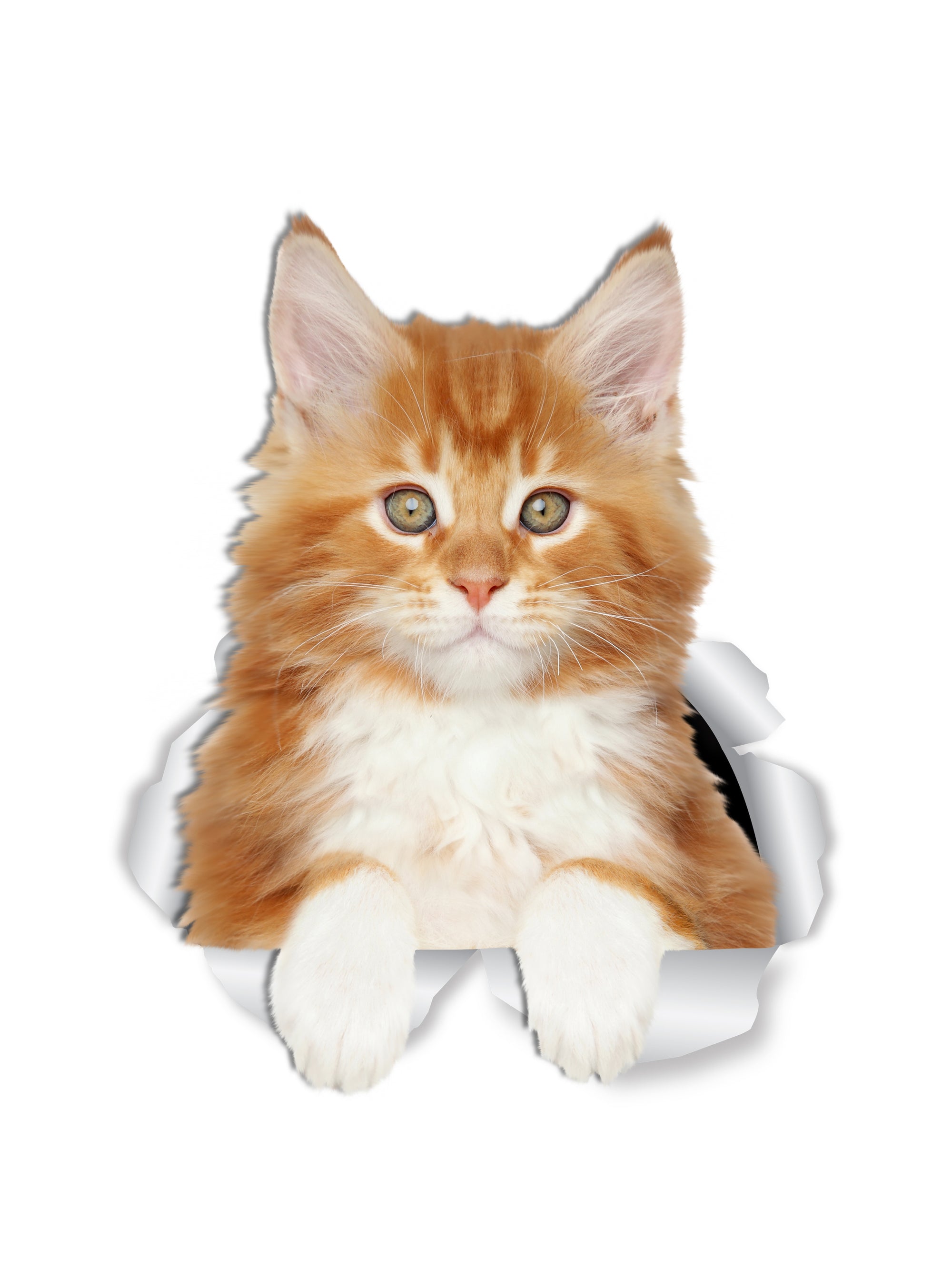 Cute Ginger Kitty Decals