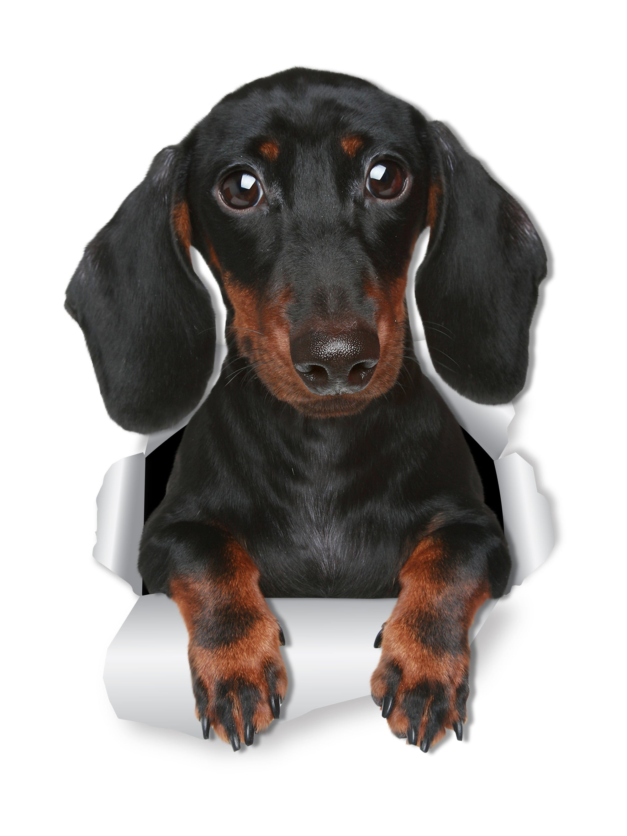 Cute Dachshund Decal..
