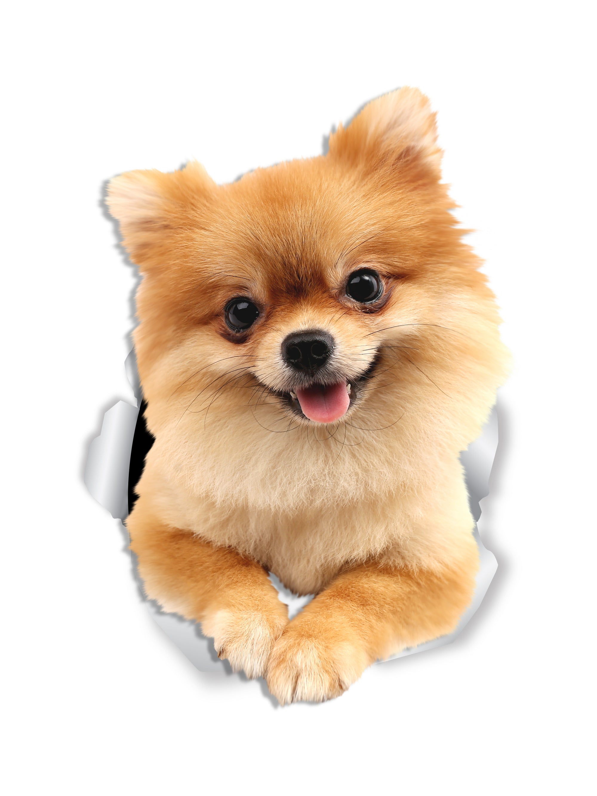 Cute Pomeranian Decals