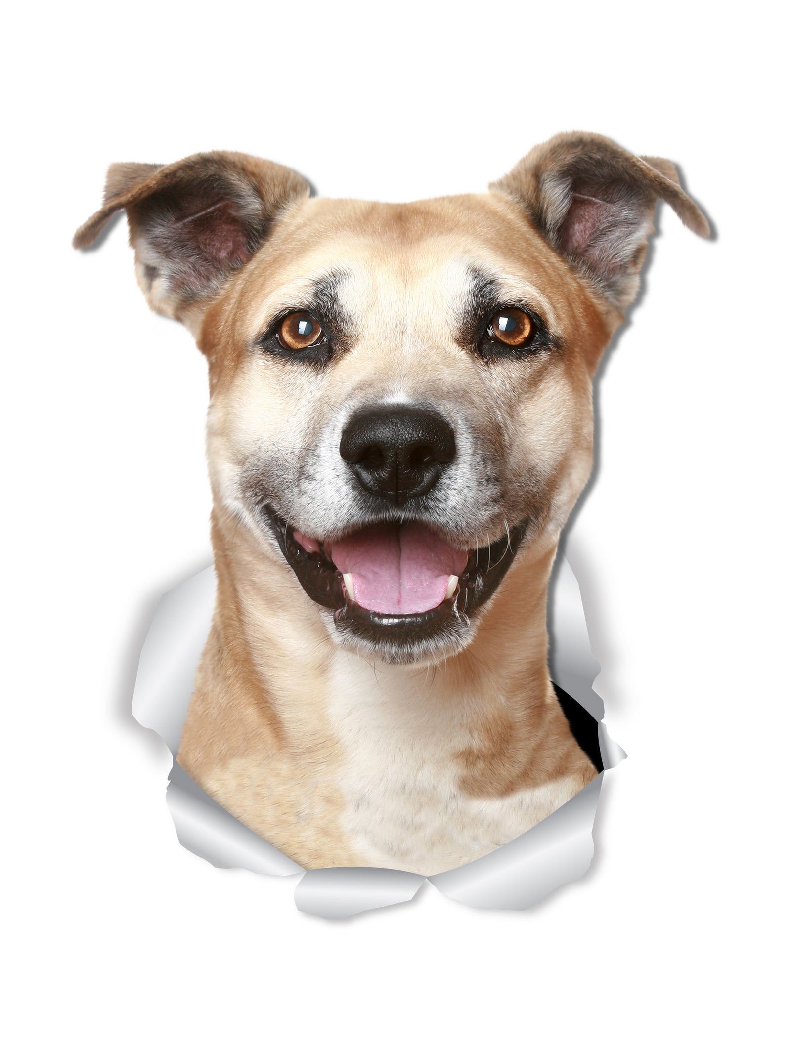 Smiling Staffie Decals