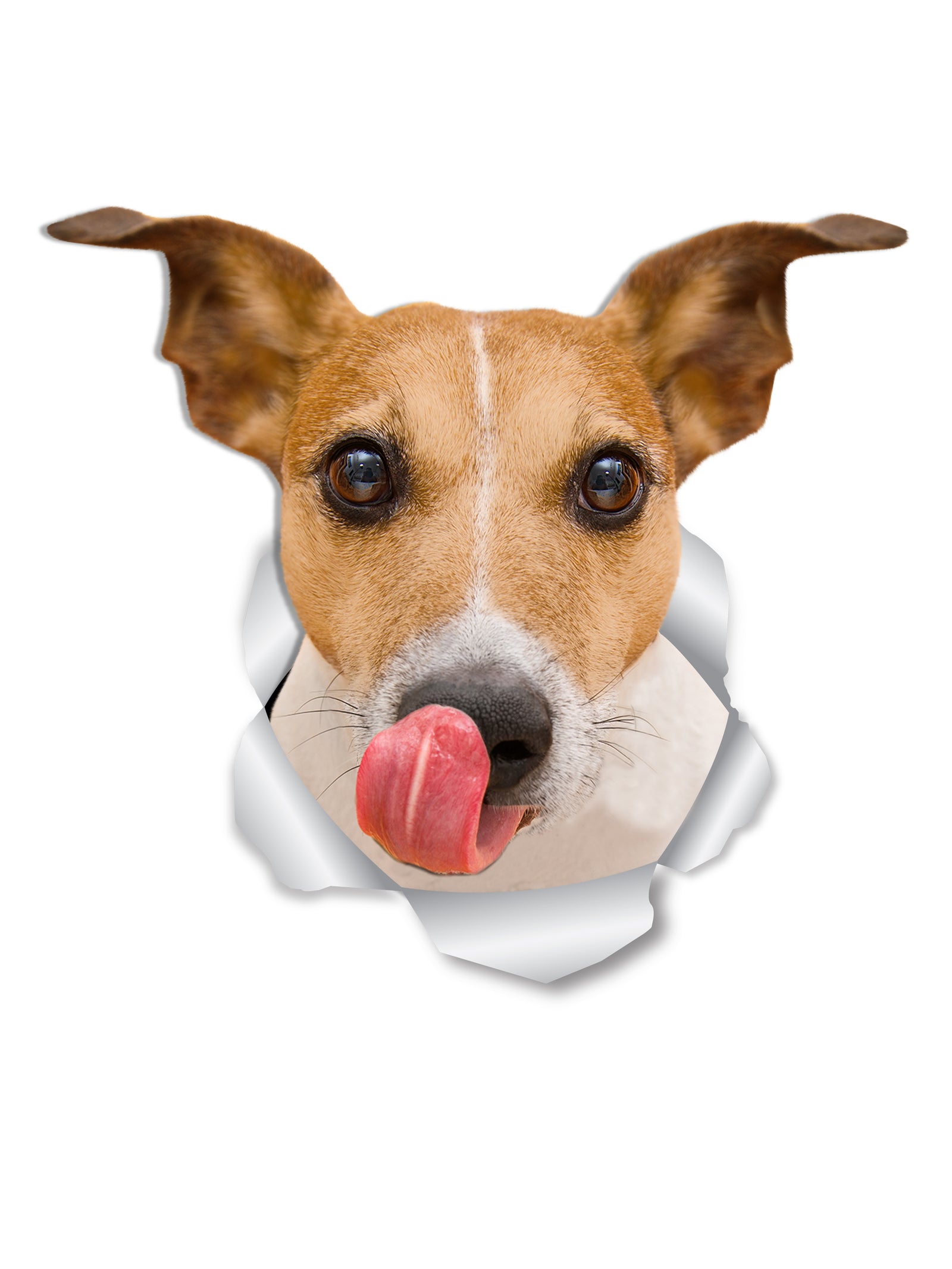 Autocollants Chiens Teckel 3D - Pack De 2 Stickers Vinyle Grand Format, Amovibles, Pour Mur, Frigo, Voiture - 2