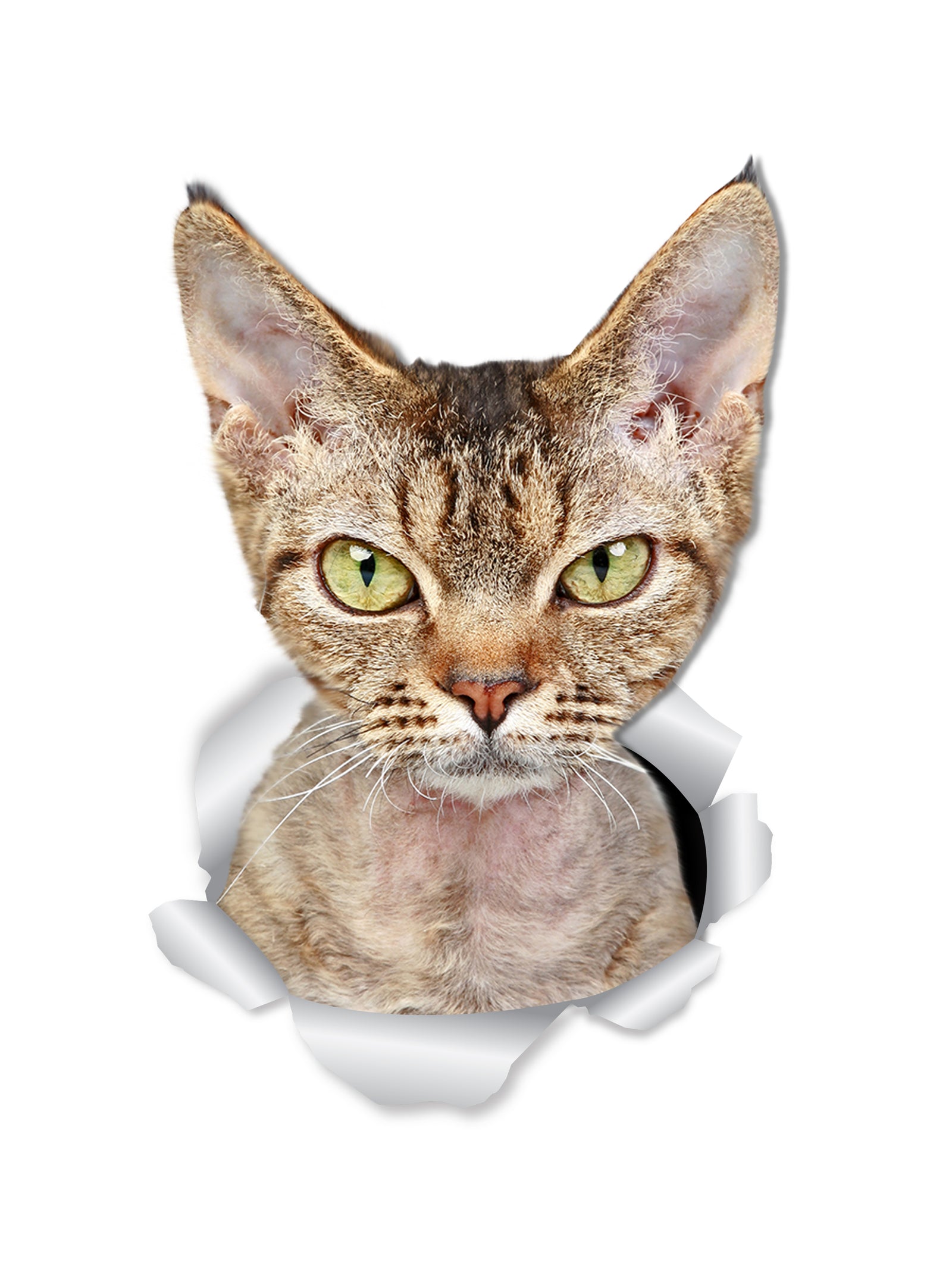 Grumpy Rex Cat Decals