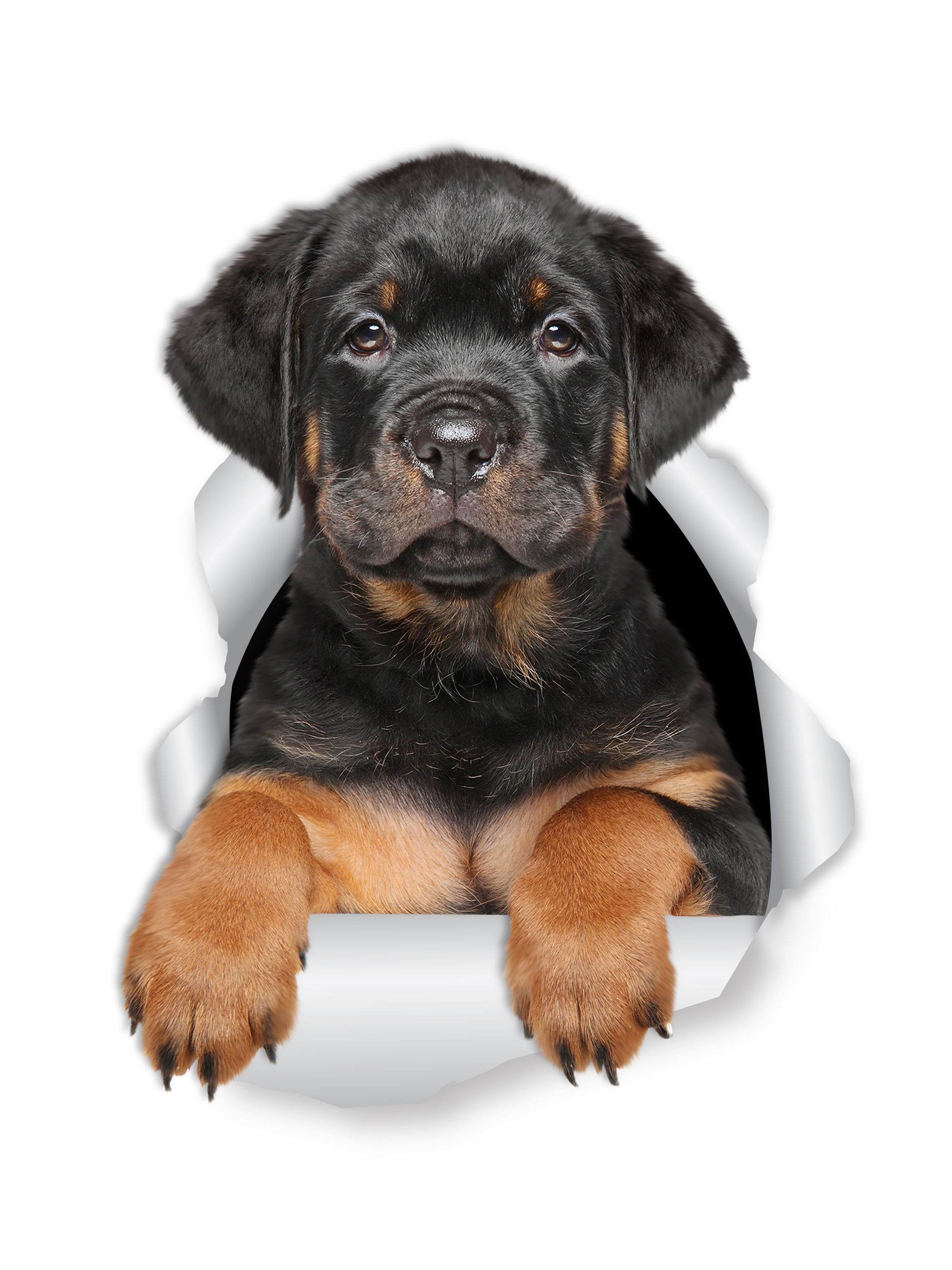 Rottweiler Puppy Decals Winston Bear