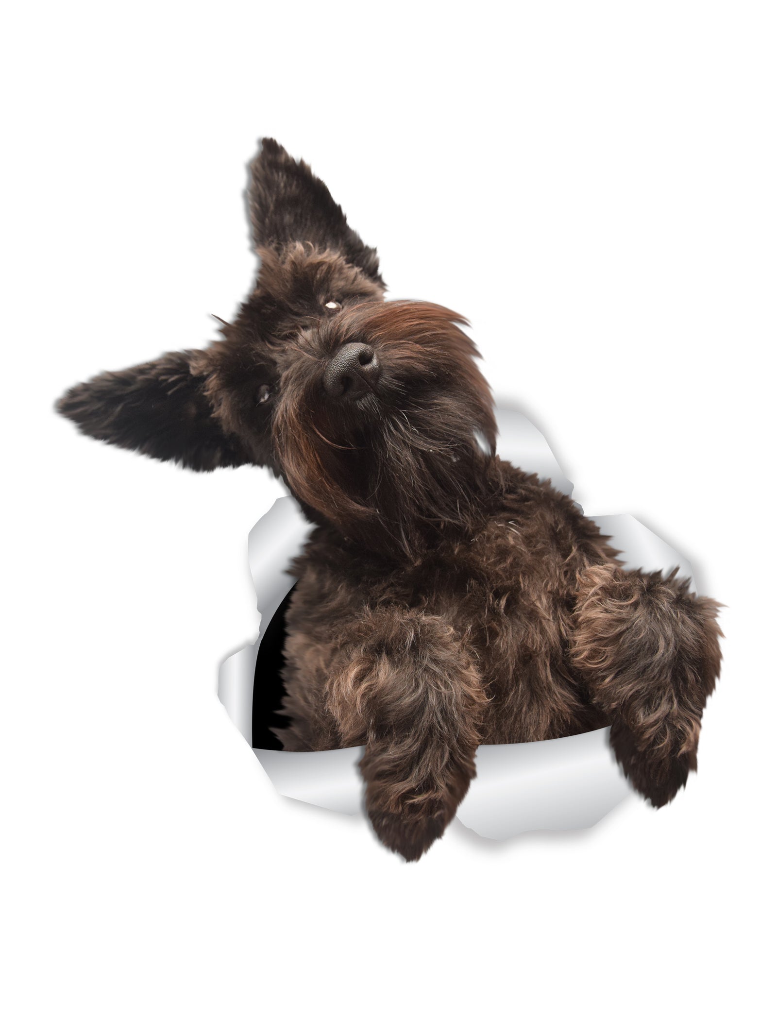 Cute Schnauzer Decals