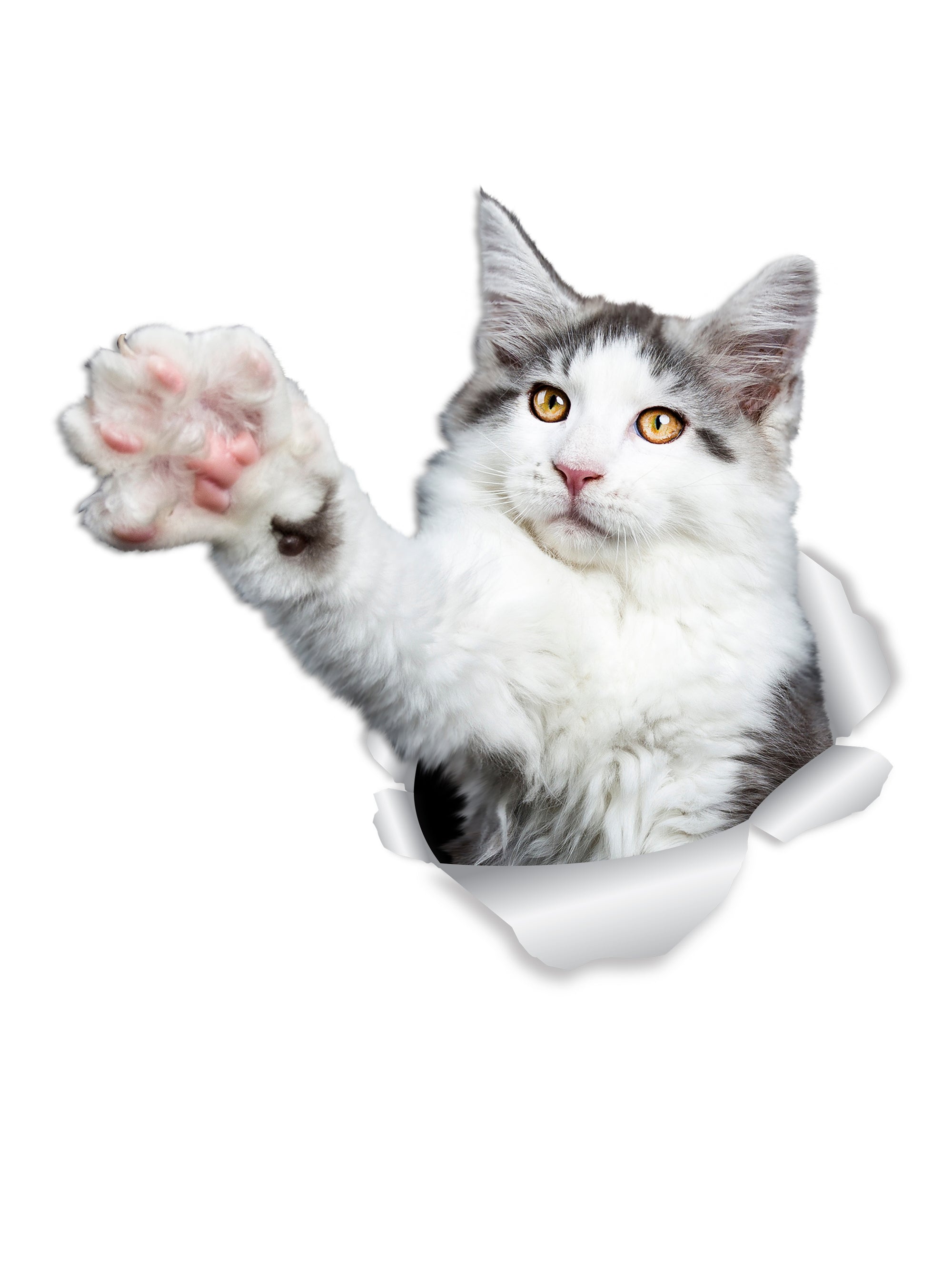 Reaching Maine Coon Cat Decals