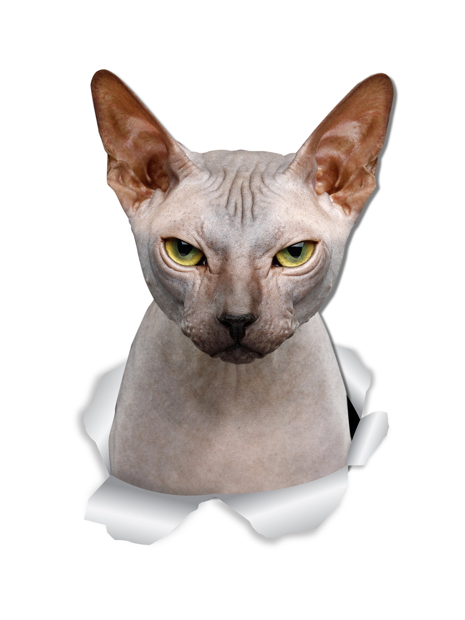 Grumpy Sphynx Cat Decals.