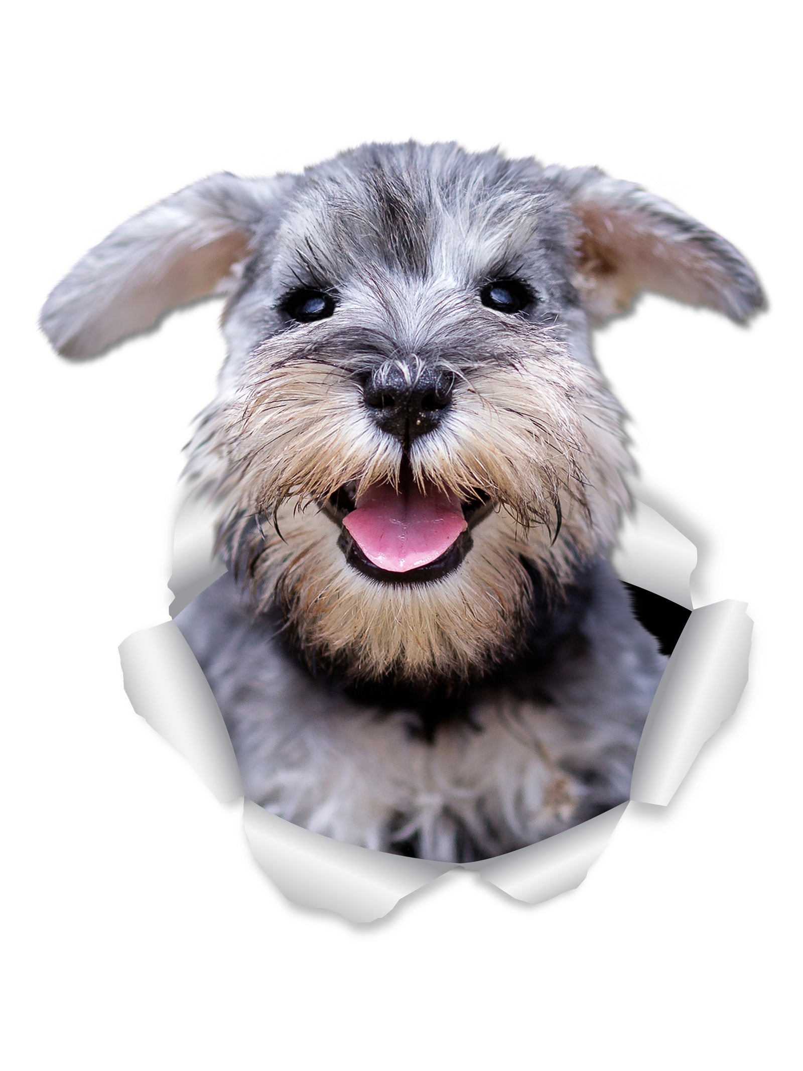 Smiling Schnauzer Decals
