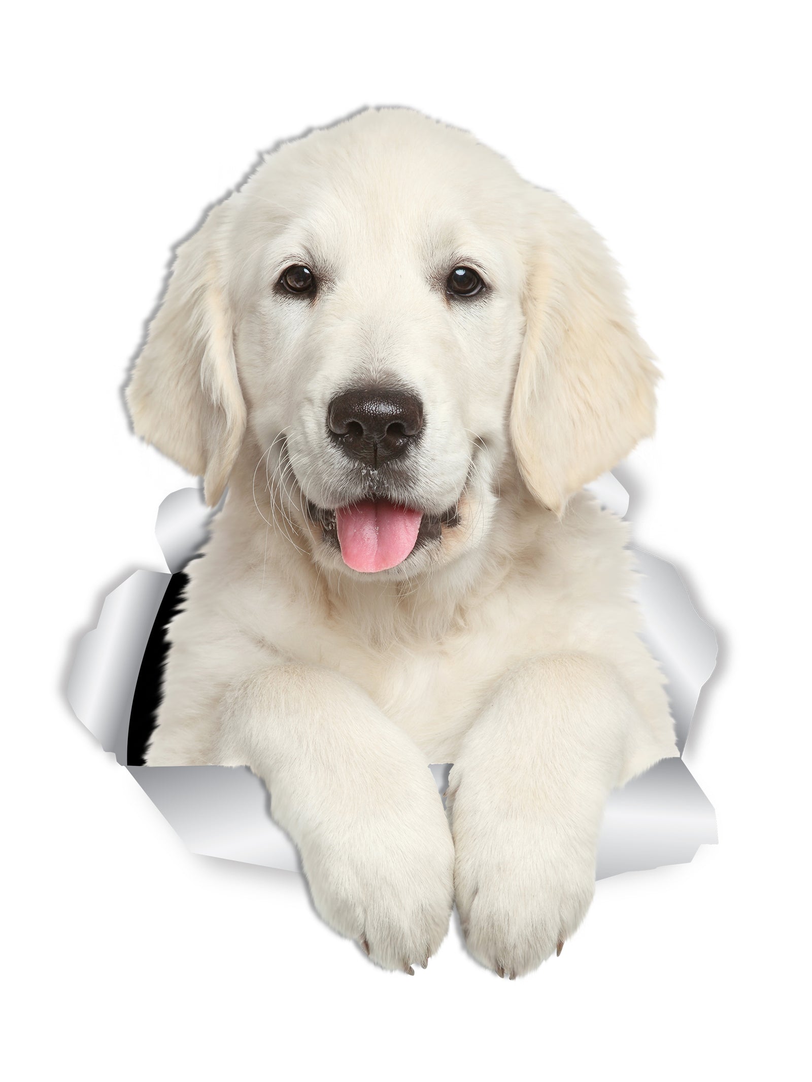 Gorgeous Golden Retriever Decals
