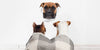 Grumpy Boxer Decals