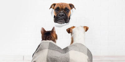 Grumpy Boxer Decals