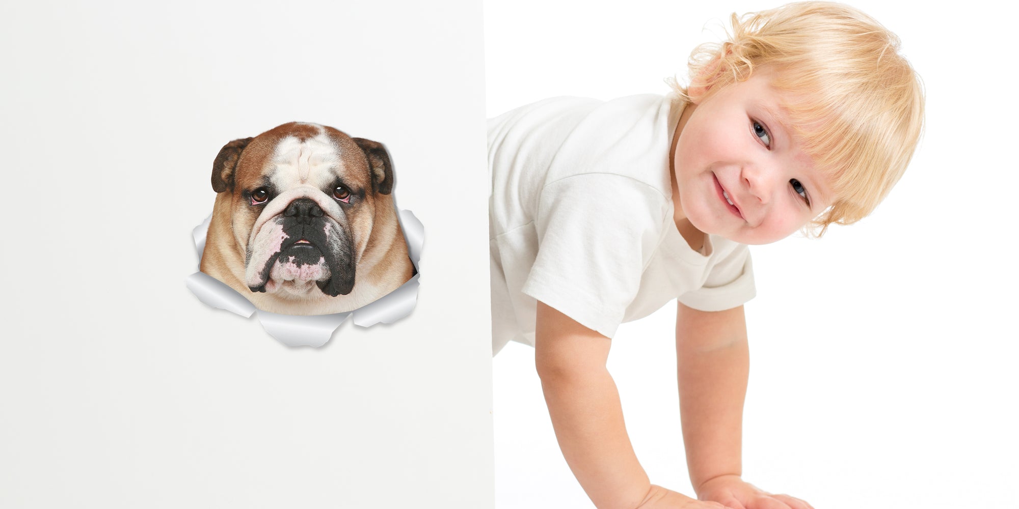Funny Bulldog Decals