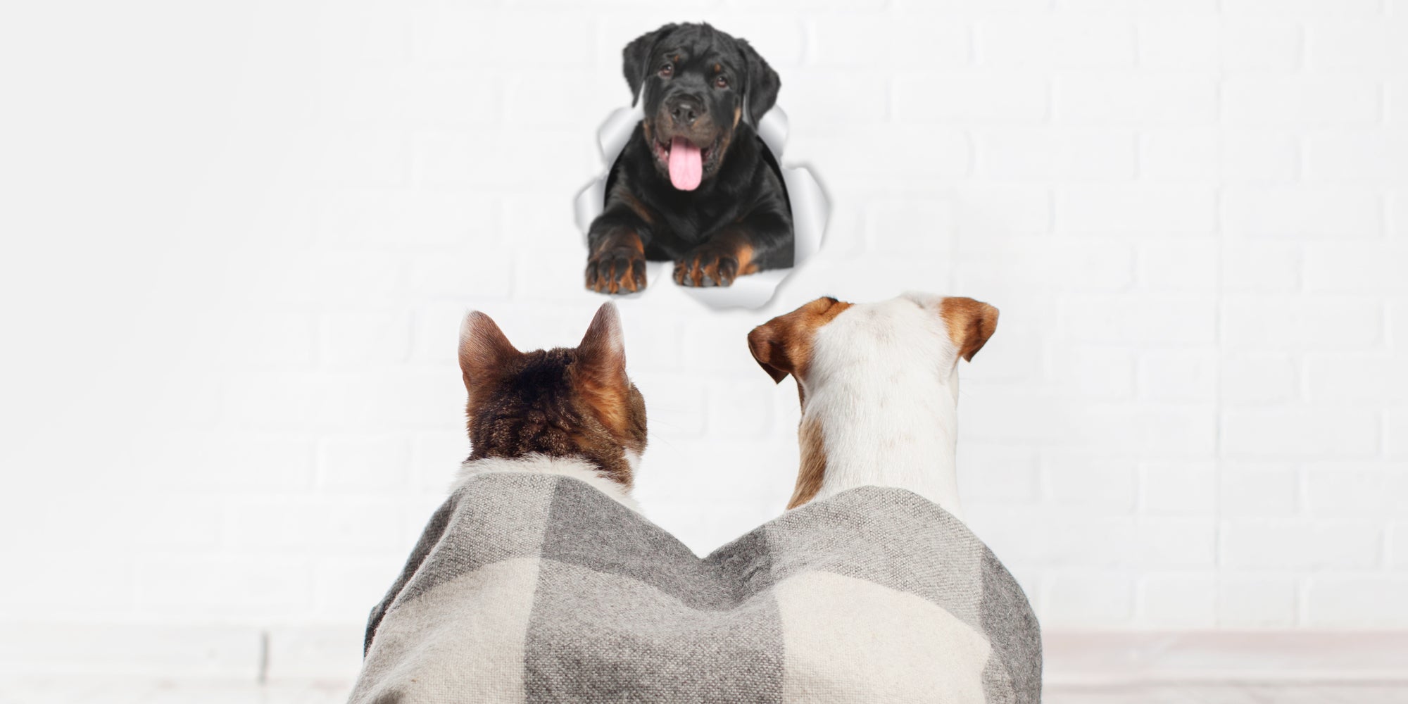 Friendly Rottweiler Decals