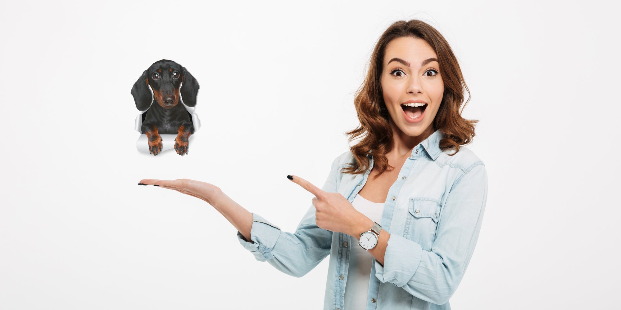 Cute Dachshund Decal..