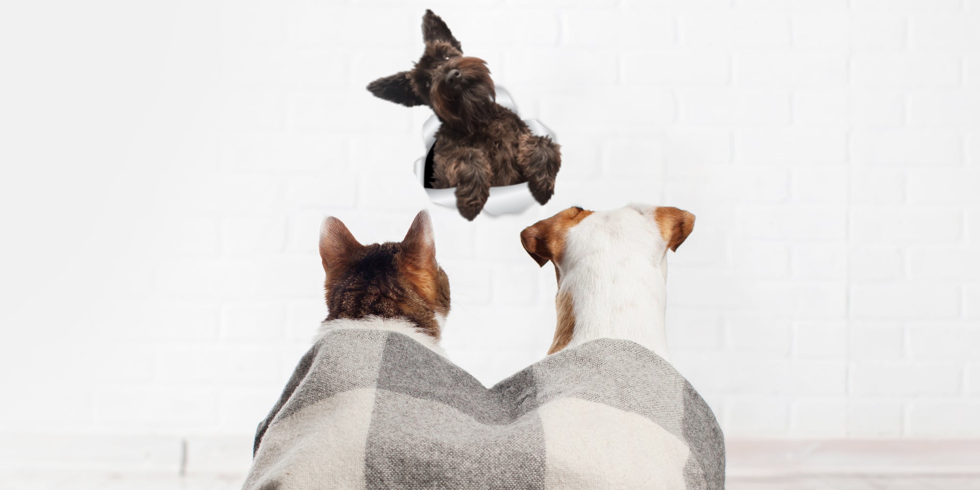 Cute Schnauzer Decals