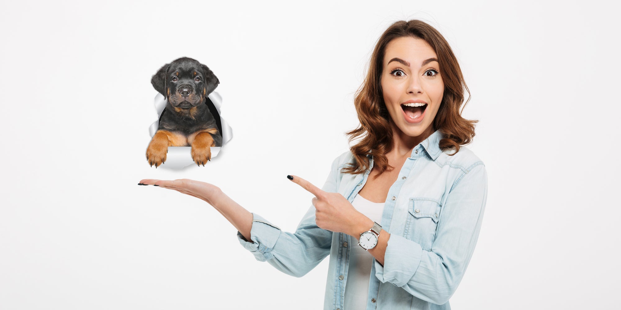 Rottweiler Puppy Decals