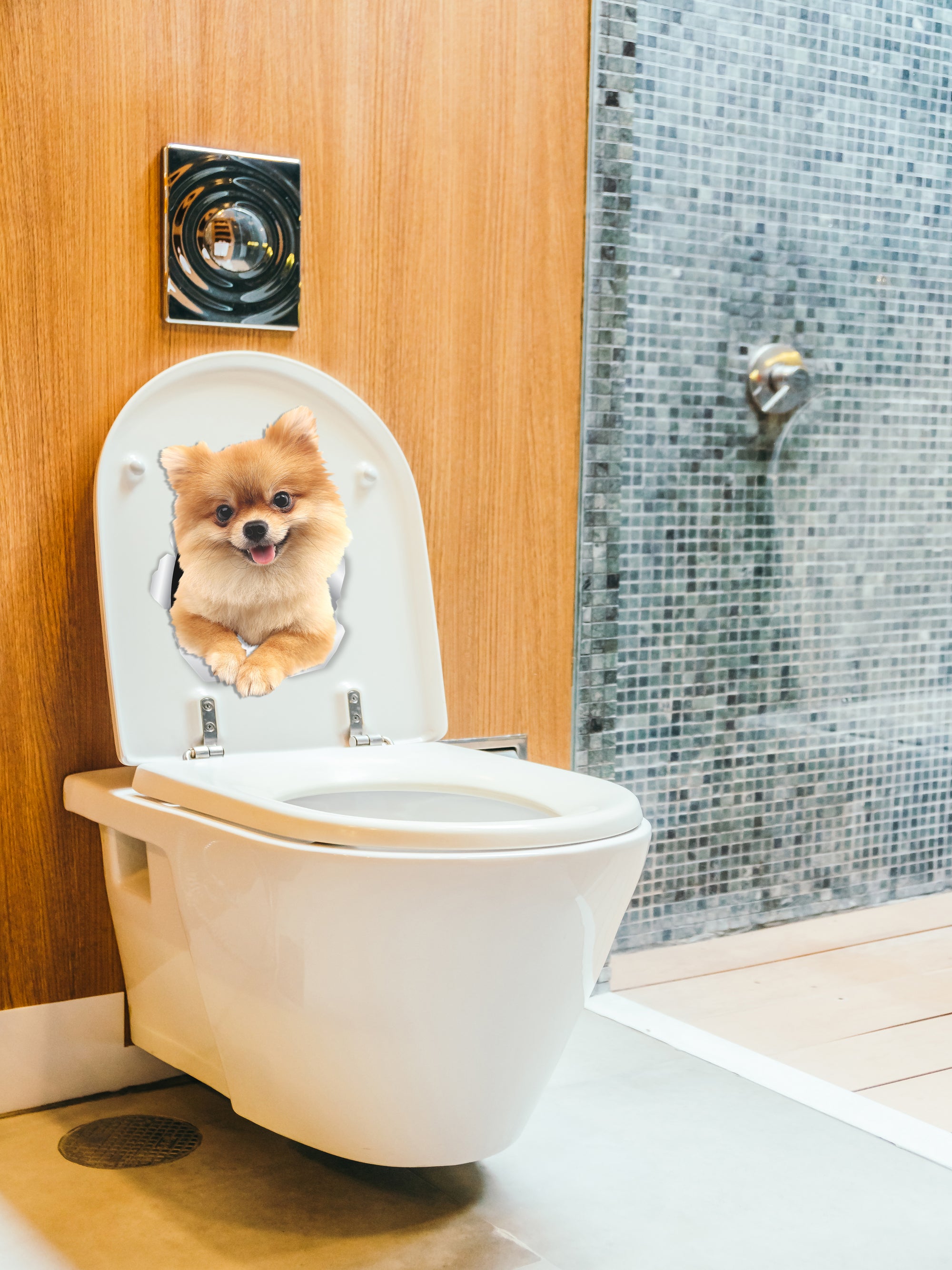 Cute Pomeranian Decals