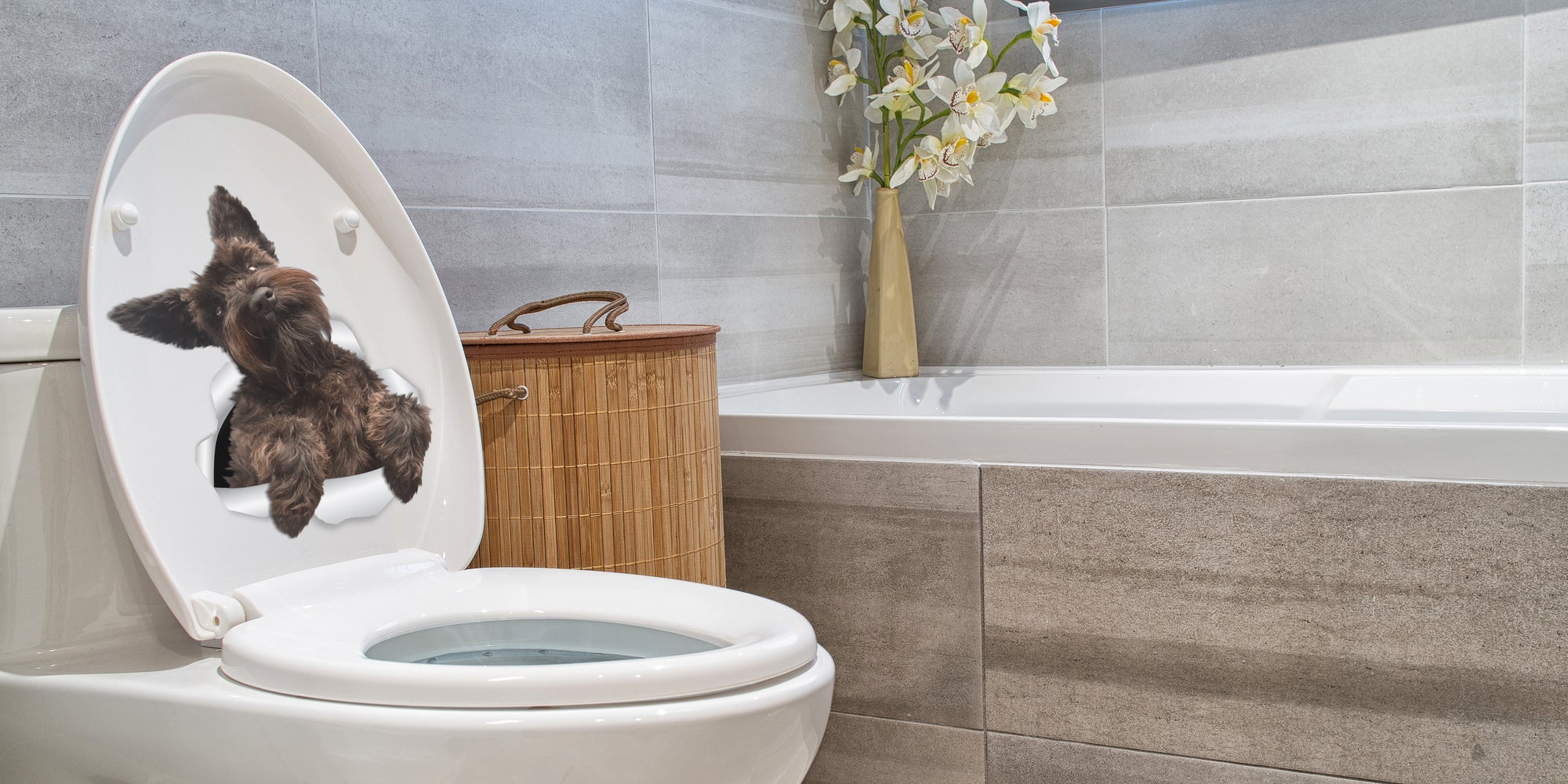 Cute Schnauzer Decals