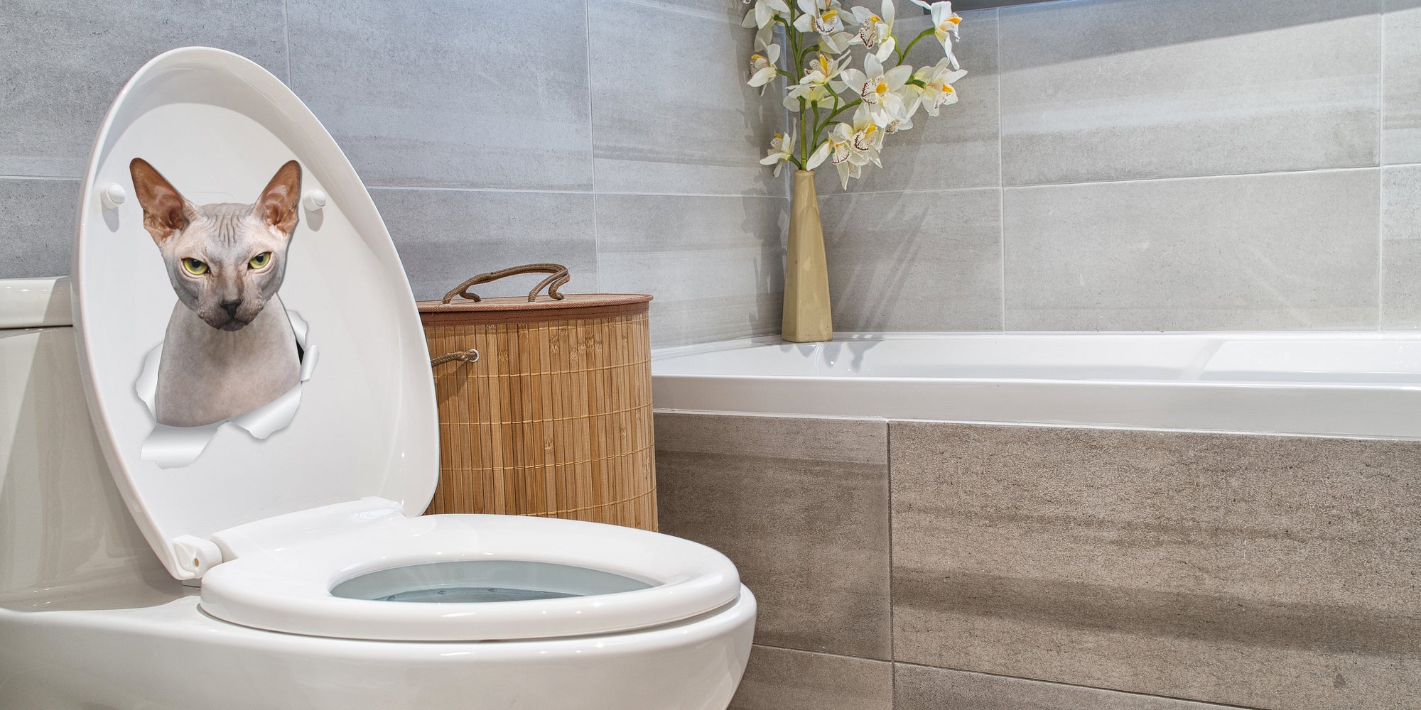 Grumpy Sphynx Cat Decals.