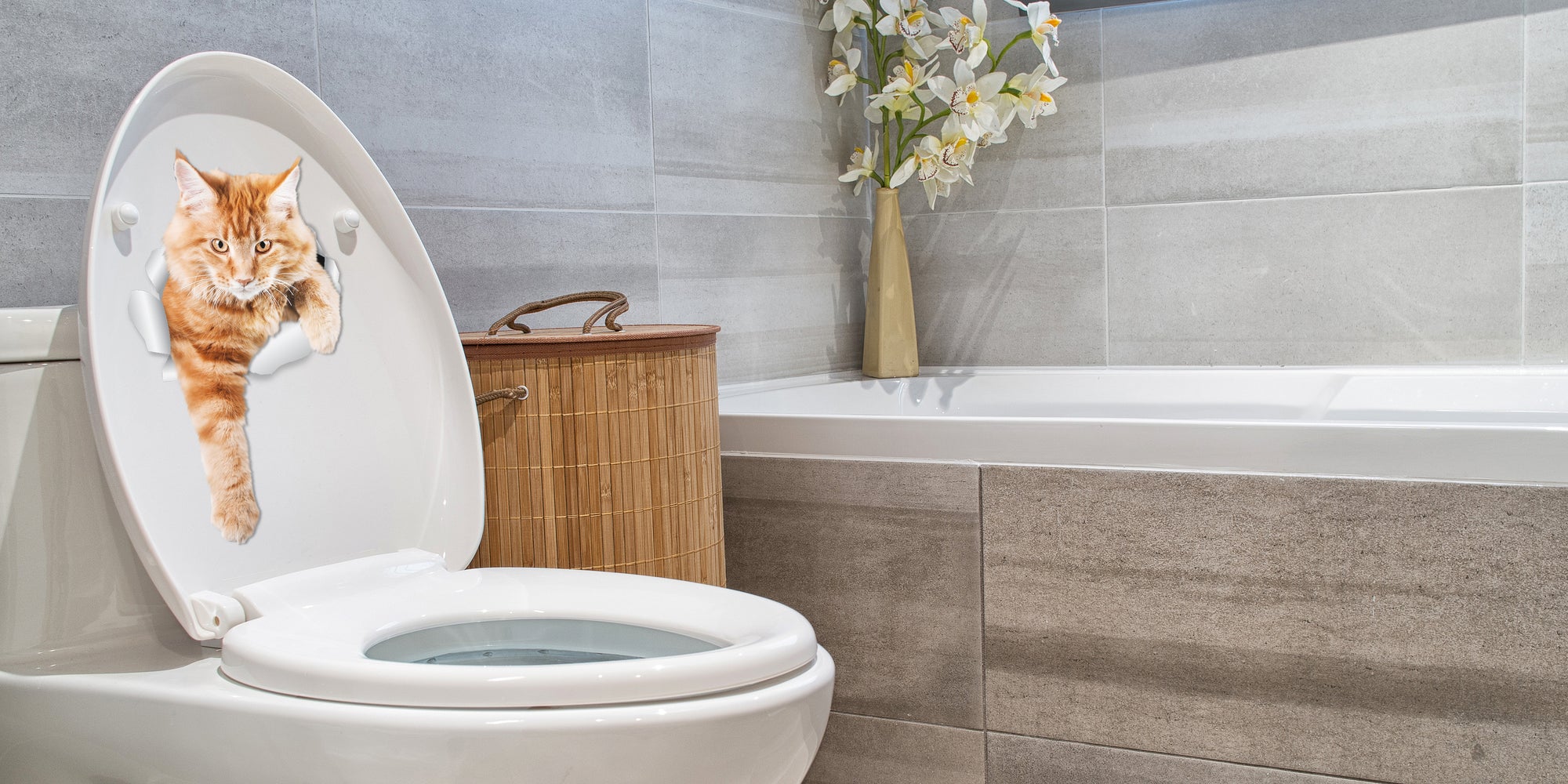 Climbing Ginger Decals