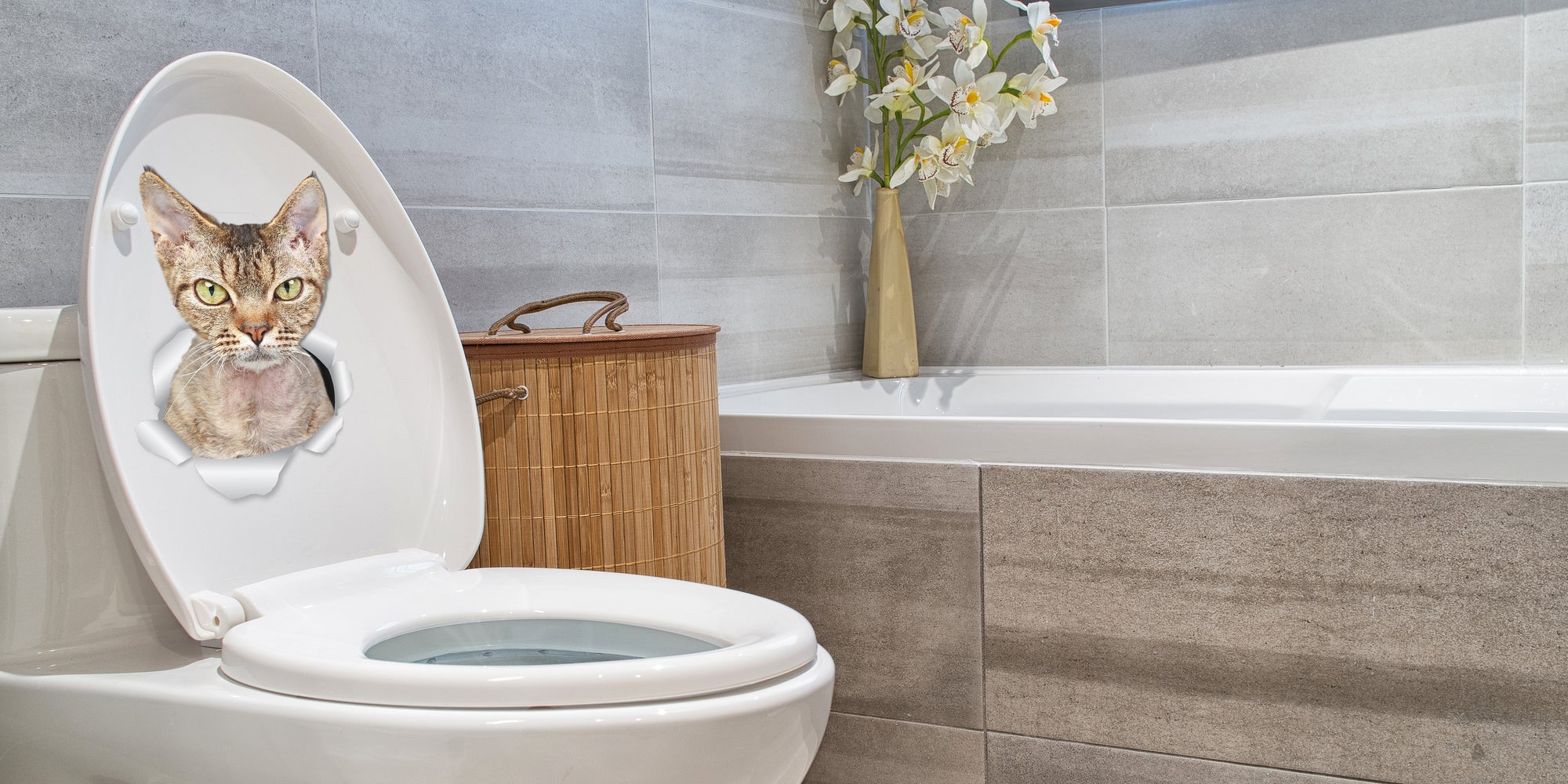 Grumpy Rex Cat Decals