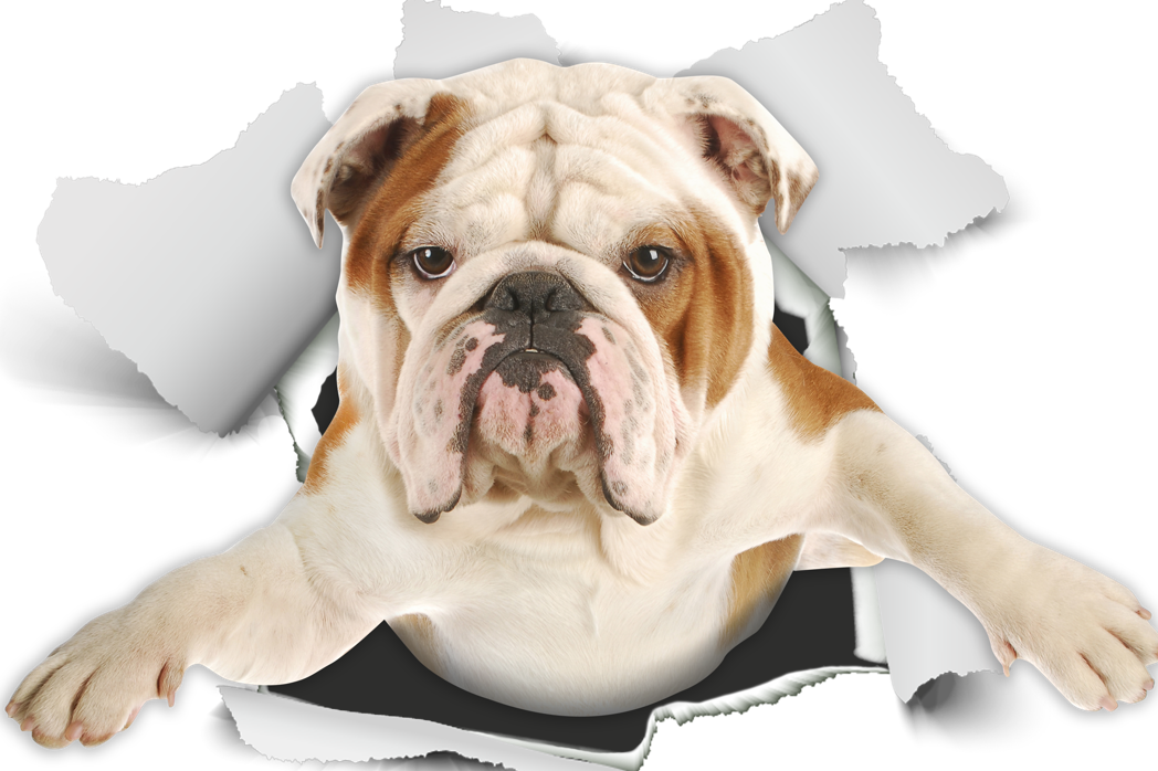 English Bulldog Decals